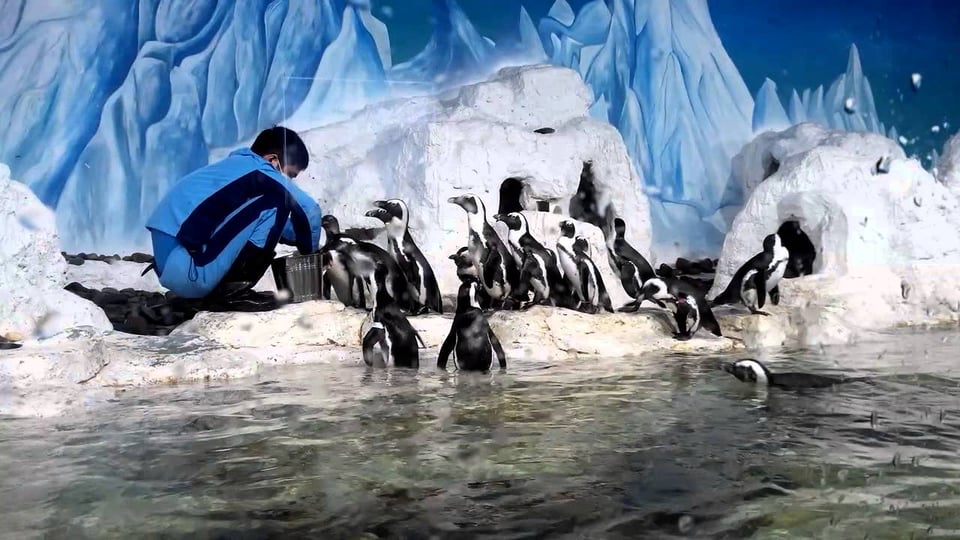Môi trường sống bắc cực với những chú chim cánh cụt đa dạng ngay trong lòng thủy cung
